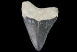 Bone Valley Megalodon Tooth - Florida #99832-1